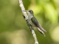 Ruby-throated Hummingbird