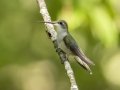 Ruby-throated Hummingbird - Neville Bay Rd, Dover US-TN, Stewart County, Tennessee, July 2, 2024