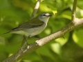 Tennessee Warbler - Dunbar Cave SP, Clarksville, Montgomery County, Tennessee, May 1 2024