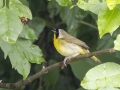 Common Yellowthroat - Tennessee NWR--Duck River Unit, Humphreys County, TN, June 1, 2024