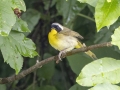 Common Yellowthroat - Tennessee NWR--Duck River Unit, Humphreys County, TN, June 1, 2024