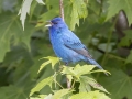 Indigo Bunting - Tennessee NWR--Duck River Unit, Humphreys County, TN, June 1, 2024