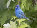 Indigo Bunting - Tennessee NWR--Duck River Unit, Humphreys County, TN, June 1, 2024