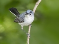 Blue-gray Gnatcatcher - Gatling Point Rec Area (36.5575,-87.9038), Stewart, Tennessee, United States, June 12, 2024