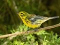 Prairie Warbler - Neville Bay Rd, Dover US-TN 36.60605, -87.93999, Stewart, Tennessee, United States, July 2, 2024