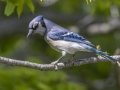 Blue Jay - Dyer Creek Boat Dock - Dover - Stewart County, TN - April 24, 2024