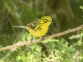 Prairie Warbler