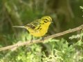 Prairie Warbler -Neville Bay Rd, Dover US-TN 36.60605, -87.93999, Stewart, Tennessee, United States, July 2, 2024