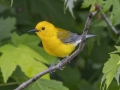 Prothonotary Warbler - Tennessee NWR--Duck River Unit, Humphreys County, TN, June 1, 2024