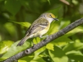 White-eyed Vireo - Dunbar Cave SP, Clarksville, Montgomery County, Tennessee, May 1 2024