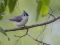 Tufted Titmouse - Tennessee NWR--Duck River Unit, Humphreys County, TN, June 1, 2024