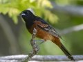 Orchard Oriole  - Dyer Creek Boat Dock - Dover - Stewart County, TN - April 24, 2024