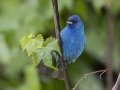 Indigo Bunting - Tennessee NWR--Duck River Unit, Humphreys County, TN, June 1, 2024