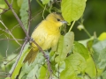 Orchard Oriole - Tennessee NWR--Duck River Unit, Humphreys County, TN, June 1, 2024