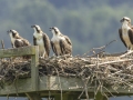 Osprey - Cross Creeks NWR--Headquarters, Stewart, Tennessee, United States, July 3, 2024