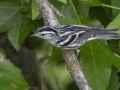 Black-and-white Warbler - Gatling Point Rec Area (36.5575,-87.9038), Stewart, Tennessee, United States, June 12, 2024