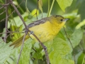 Orchard Oriole - Tennessee NWR--Duck River Unit, Humphreys County, TN, June 1, 2024