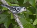 Black-and-white Warbler - Gatling Point Rec Area (36.5575,-87.9038), Stewart, Tennessee, United States, June 12, 2024