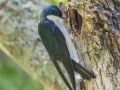 Tree Swallow - Dunbar Cave SP, Clarksville, Montgomery County, Tennessee, May 1 2024