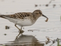 Least Sandpiper - Indian Mound  at Cross Creeks  - Stewart County - TN, May 8, 2024