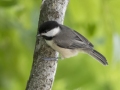 Carolina Chickadee - Gatling Point Rec Area (36.5575,-87.9038), Stewart, Tennessee, United States, June 12, 2024