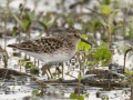 Least Sandpiper - Indian Mound  at Cross Creeks  - Stewart County - TN, May 8, 2024