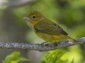 Summer Tanager  - Dyer Creek Boat Dock - Dover - Stewart County, TN - April 24, 2024