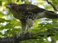 Red-tailed Hawk