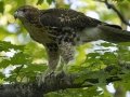 Red-taiiled Hawk - Gatling Point Red Area, Stewart County, Tennessee, June 24, 2024