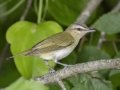 Red-eyed Vireo - Gatling Point Rec Area (36.5575,-87.9038), Stewart, Tennessee, United States, June 12, 2024