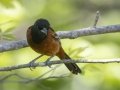 Orchard Oriole  - Dyer Creek Boat Dock - Dover - Stewart County, TN - April 24, 2024