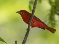 Summer Tanager  - Dyer Creek Boat Dock - Dover - Stewart County, TN - April 24, 2024