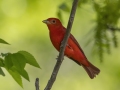 Summer Tanager  - Dyer Creek Boat Dock - Dover - Stewart County, TN - April 24, 2024