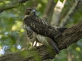 Red-tailed Hawk