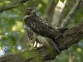 Red-taiiled Hawk - Gatling Point Red Area, Stewart County, Tennessee, June 24, 2024