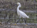 Snowy Egret