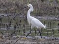 Snowy Egret - Cross Creeks NWR Pool 2 ABC, Stewart County, Tennessee, May 24, 2024