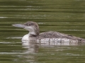 Common Loon - 475 Coast Guard Road, Buchanan, Tennessee, US (36.446, -88.083), Henry, Tennessee, United States, June 8, 2024