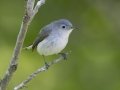 Blue-gray Gnatcatcher - Dyer Creek Boat Dock - Dover - Stewart County, TN - April 24, 2024