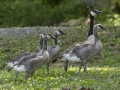 Canada Geese - Gatling Point Rec Area (36.5575,-87.9038), Stewart, Tennessee, United States, June 12, 2024