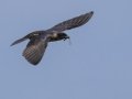 Purple Martin - Tennessee NWR--Britton Ford--Refuge HQ, Henry, Tennessee, United States, June 7, 2024