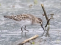 Semipalmated Sandpiper - Indian Mound  at Cross Creeks  - Stewart County - TN, May 8, 2024