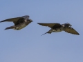 Purple Martins