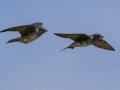 Purple Martin - Tennessee NWR--Britton Ford--Refuge HQ, Henry, Tennessee, United States, June 7, 2024