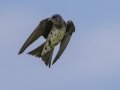 Purple Martin - Tennessee NWR--Britton Ford--Refuge HQ, Henry, Tennessee, United States, June 7, 2024