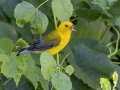 Prothonotary Warbler - Gatling Point Rec Area (36.5575,-87.9038), Stewart, Tennessee, United States, June 12, 2024