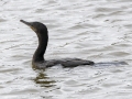 Neotropic Cormorant - Tennessee NWR--Duck River Unit, Humphreys County, TN, June 1, 2024