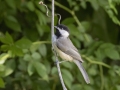 Carolina Chickadee - Gatling Point Rec Area (36.5575,-87.9038), Stewart, Tennessee, United States, June 12, 2024