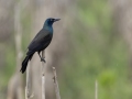 Common Grackle - Cross Creeks NWR--Pool 2/ABC, Stewart, Tennessee, United States, May 24, 2024