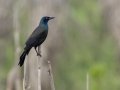 Common Grackle - Cross Creeks NWR--Pool 2/ABC, Stewart, Tennessee, United States, May 24, 2024
